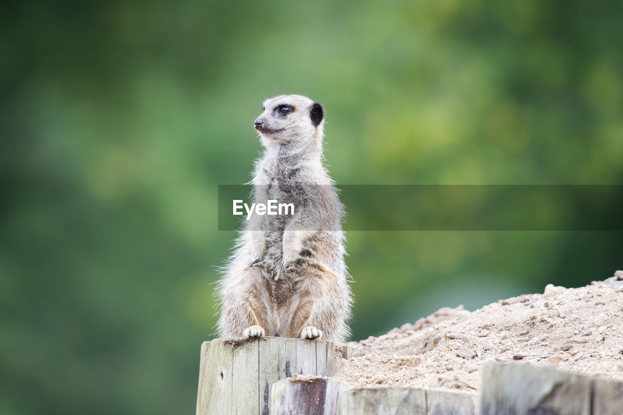 Meerkat sitting on wooden post