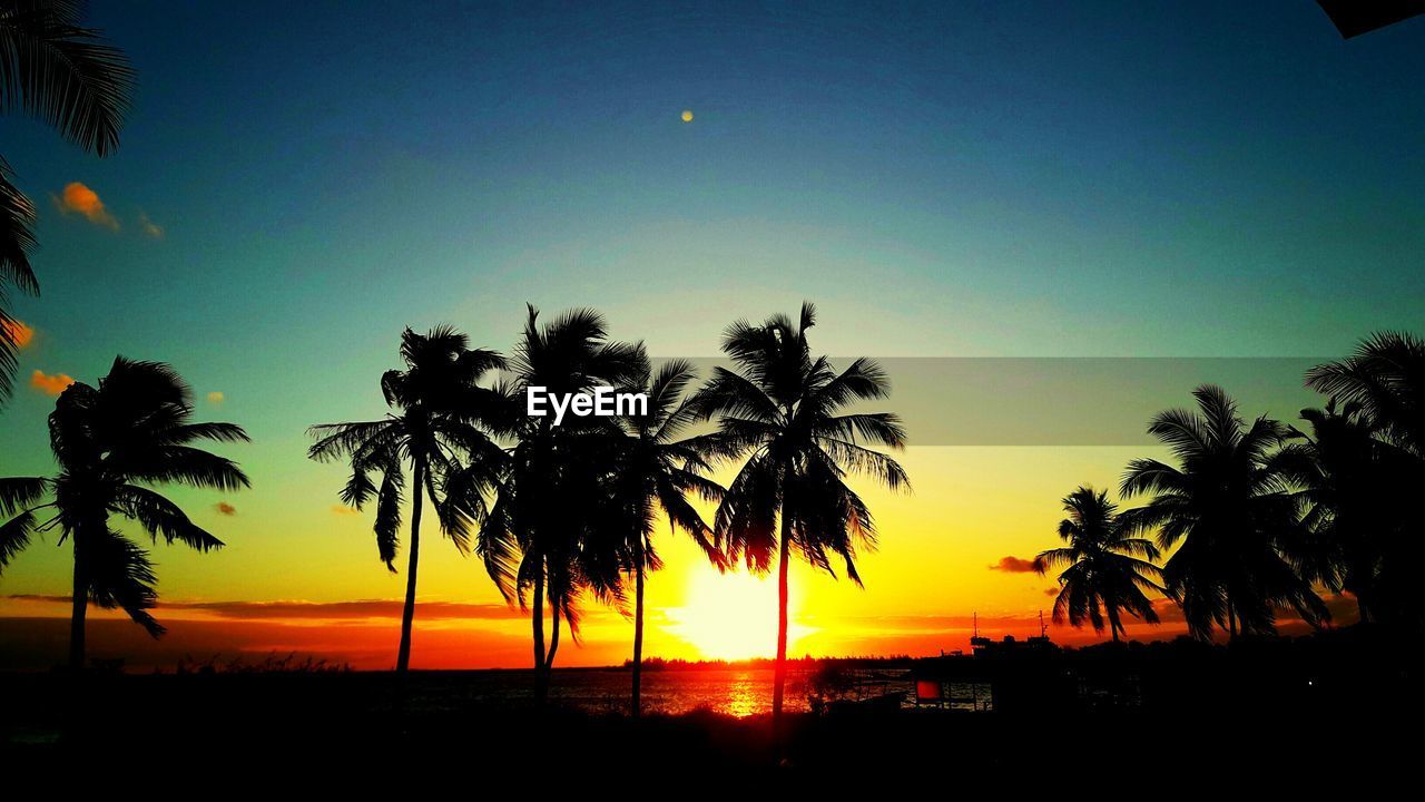 SILHOUETTE PALM TREES AGAINST CLEAR SKY AT SUNSET