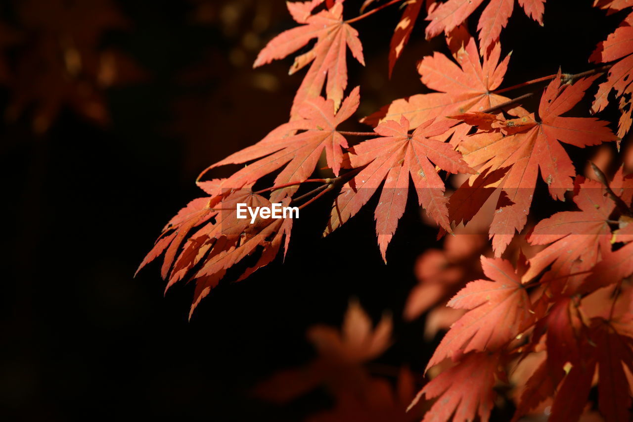 Close-up of maple leaves on tree during autumn