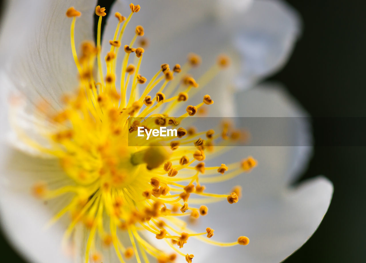 CLOSE-UP OF YELLOW FLOWERS