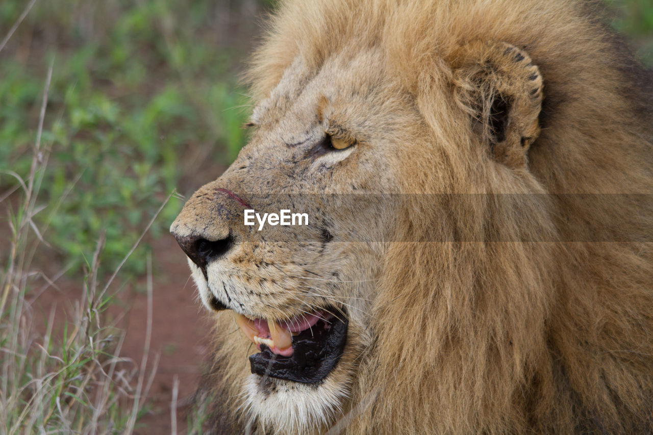 Close-up of lion at zoo