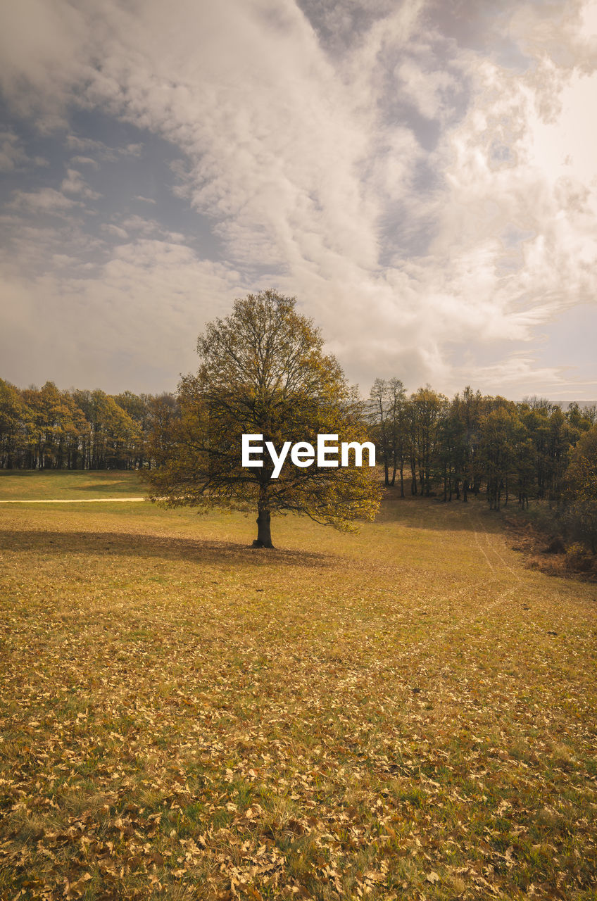 Trees on field against sky