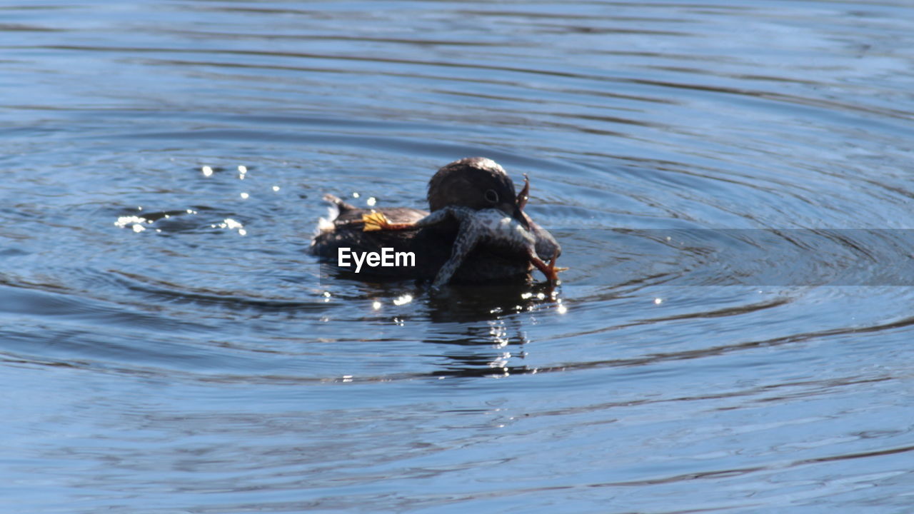 DUCK SWIMMING ON LAKE