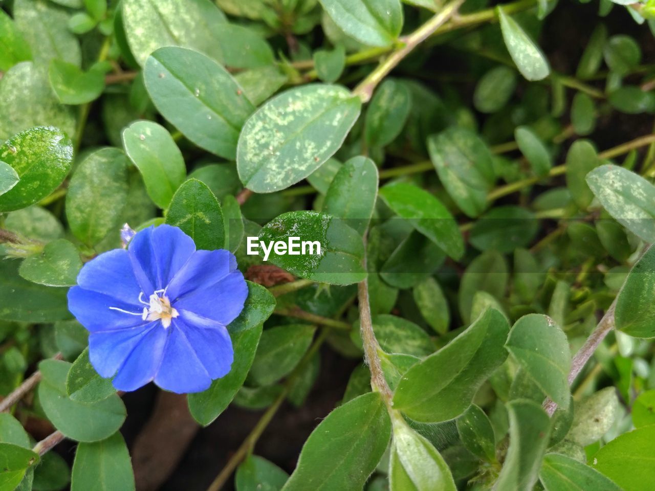 CLOSE-UP OF PURPLE FLOWER PLANT