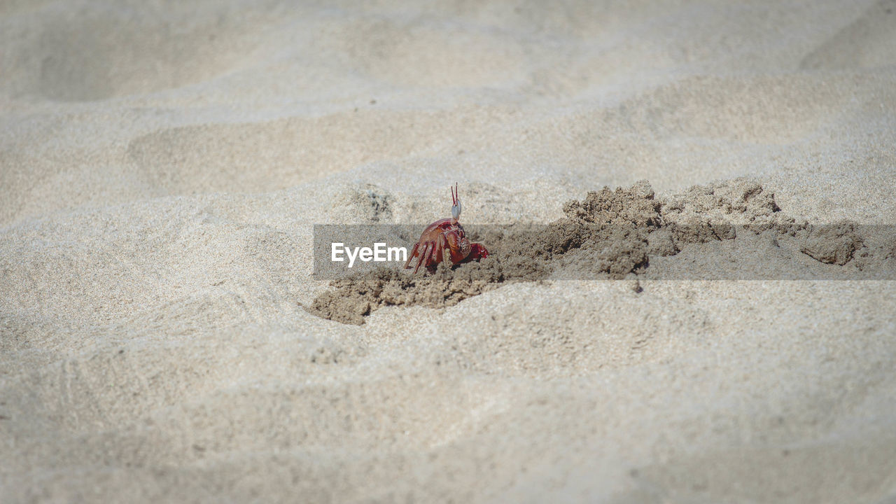 High angle view of crab in sand at beach