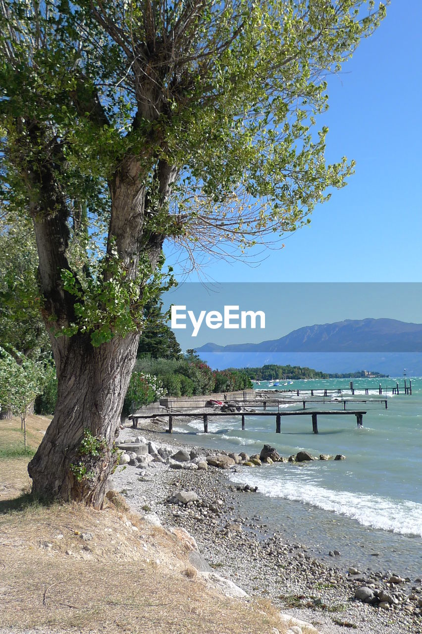 TREE ON BEACH AGAINST CLEAR SKY