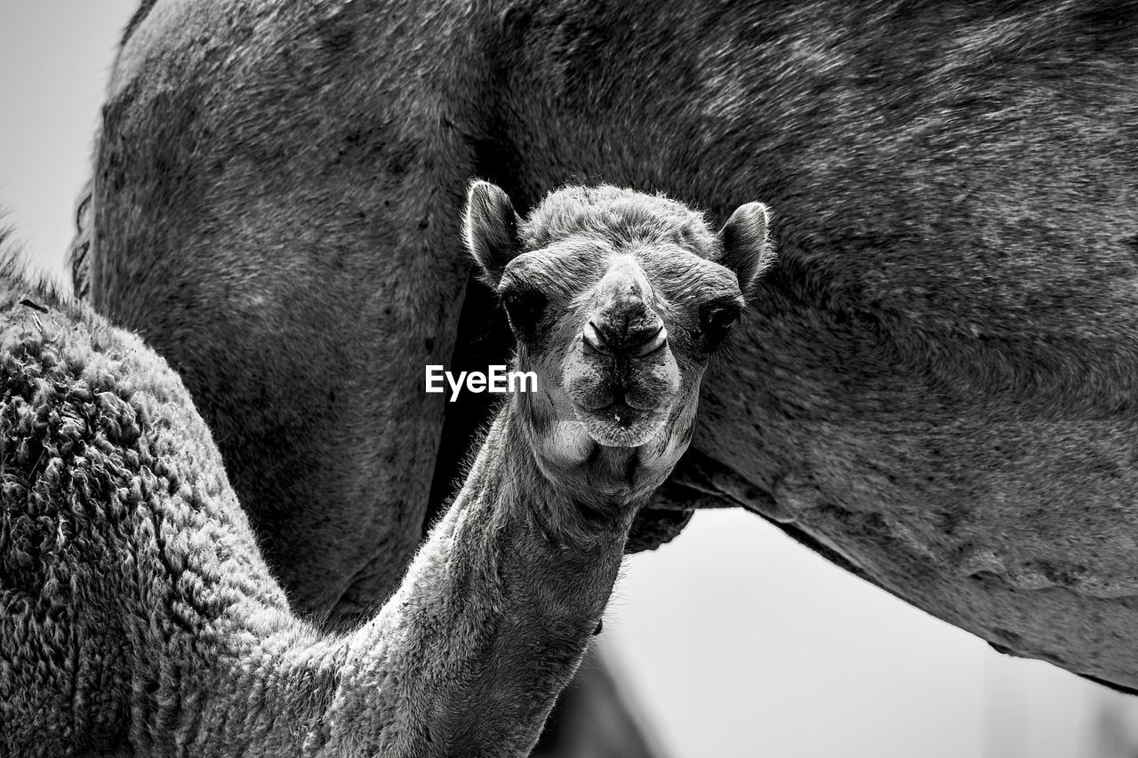 Close-up of a camel