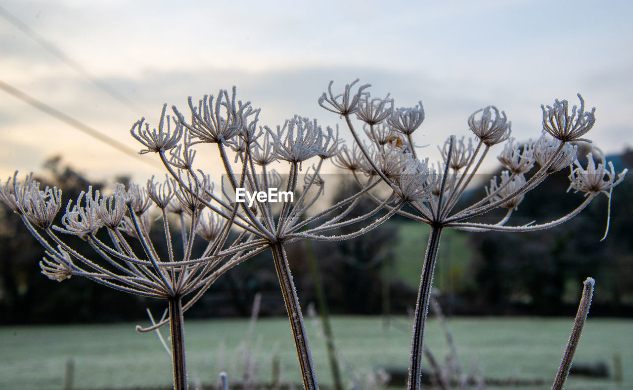Close-up of wilted plant on field against sky