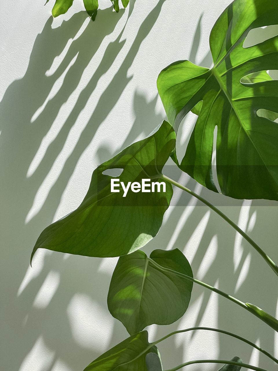 Close-up of leaves of monstera plant against shadow patterned wall.