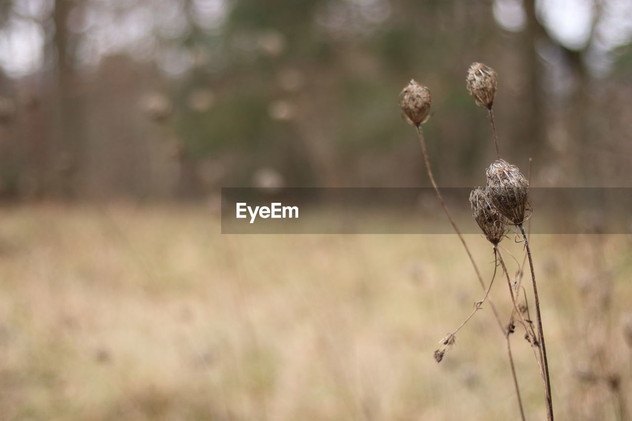 Close-up of wilted plant on field