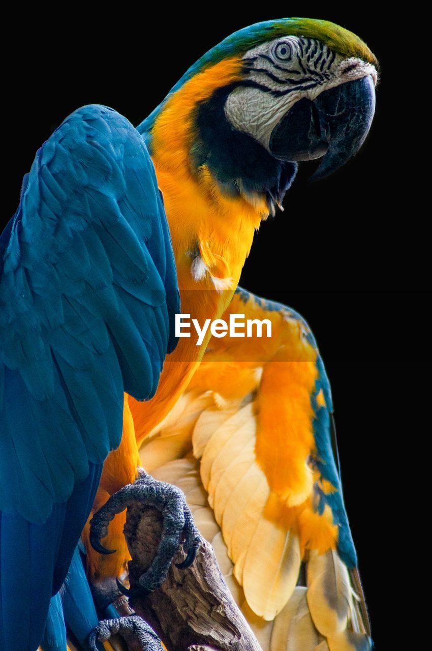 Close-up of a parrot