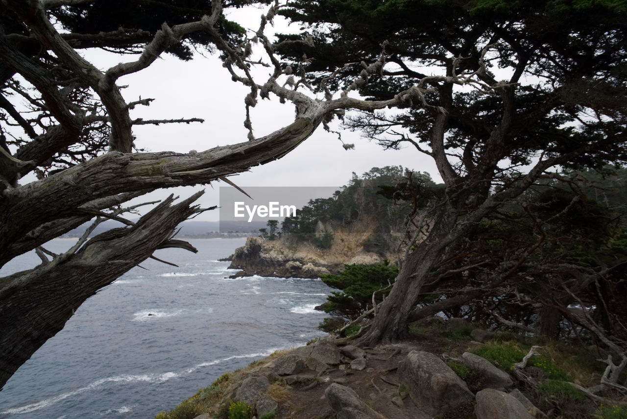 SCENIC VIEW OF SEA AND TREE