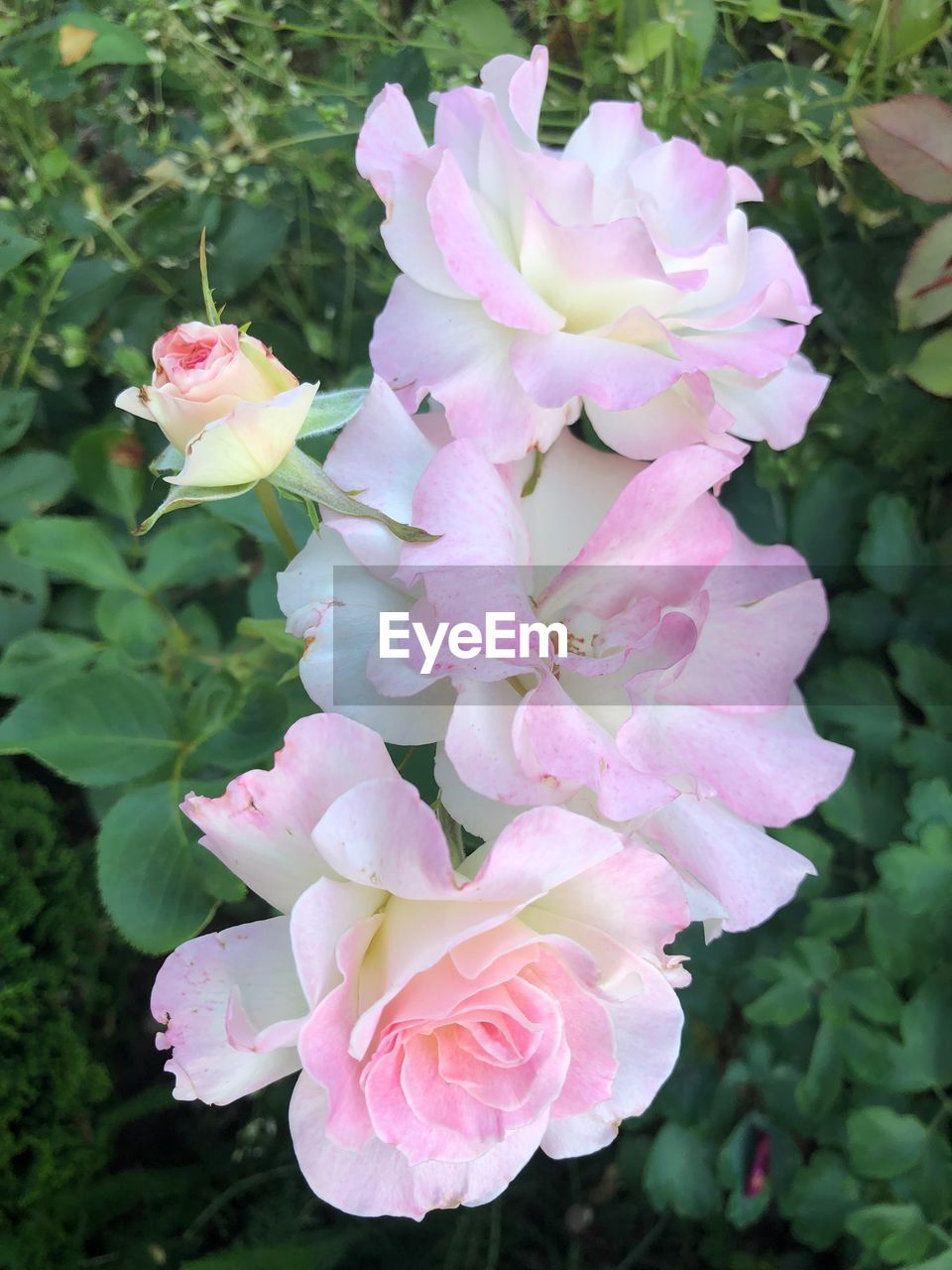 CLOSE-UP OF PINK ROSE PLANT