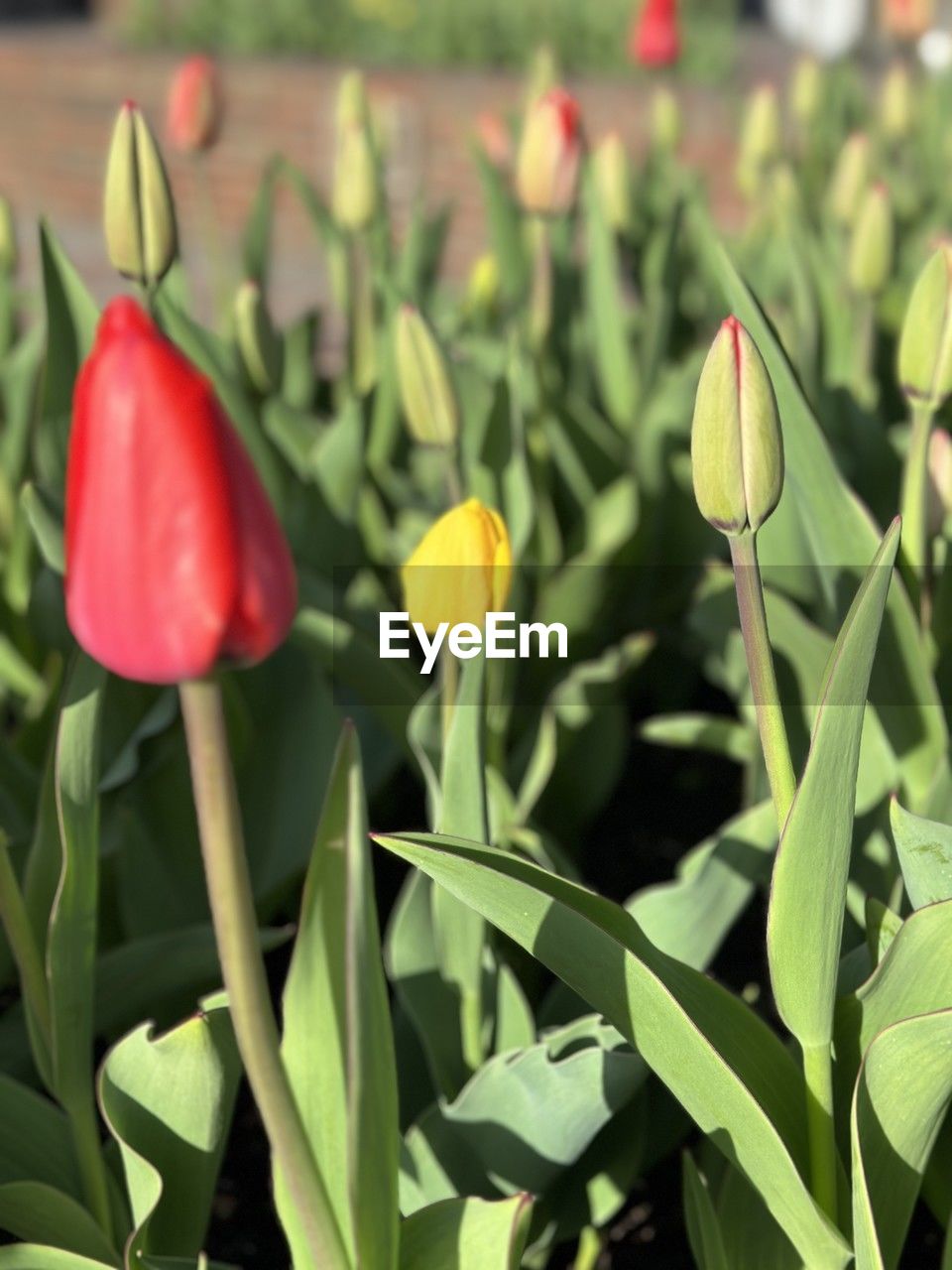 plant, flower, flowering plant, growth, beauty in nature, freshness, plant part, leaf, nature, close-up, green, tulip, petal, no people, flower head, fragility, focus on foreground, inflorescence, vegetable, red, food, springtime, outdoors, agriculture, blossom, botany, yellow, day, flowerbed, bud, food and drink, land, plant stem, garden, field