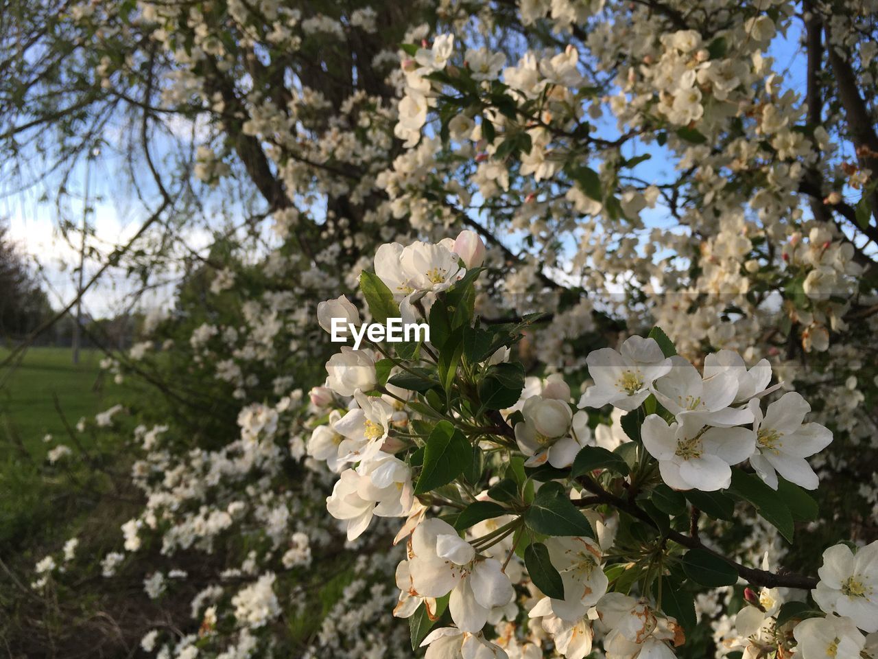 APPLE BLOSSOMS IN SPRING