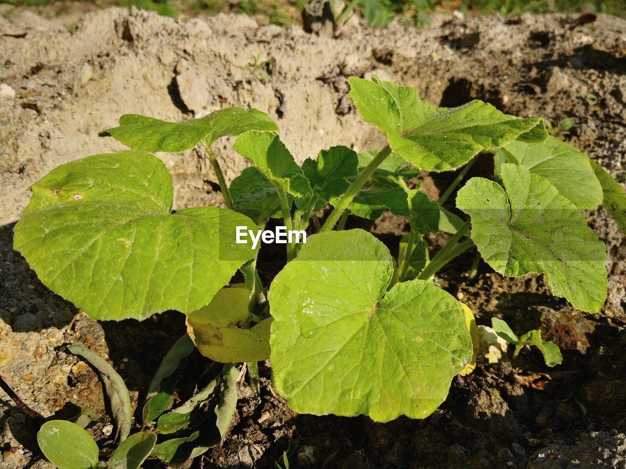 HIGH ANGLE VIEW OF LEAVES ON PLANT