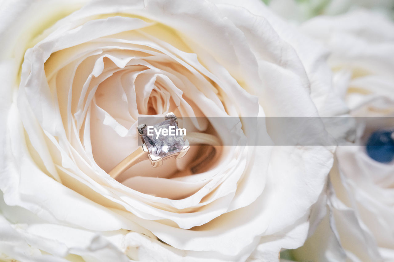 High angle view of rose bouquet