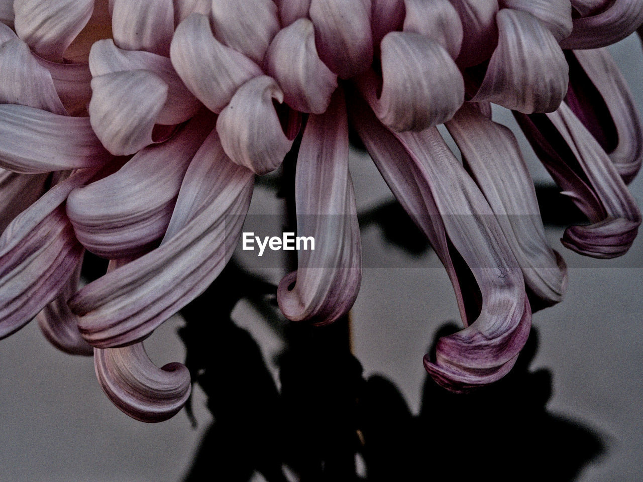 CLOSE UP OF FLOWERS