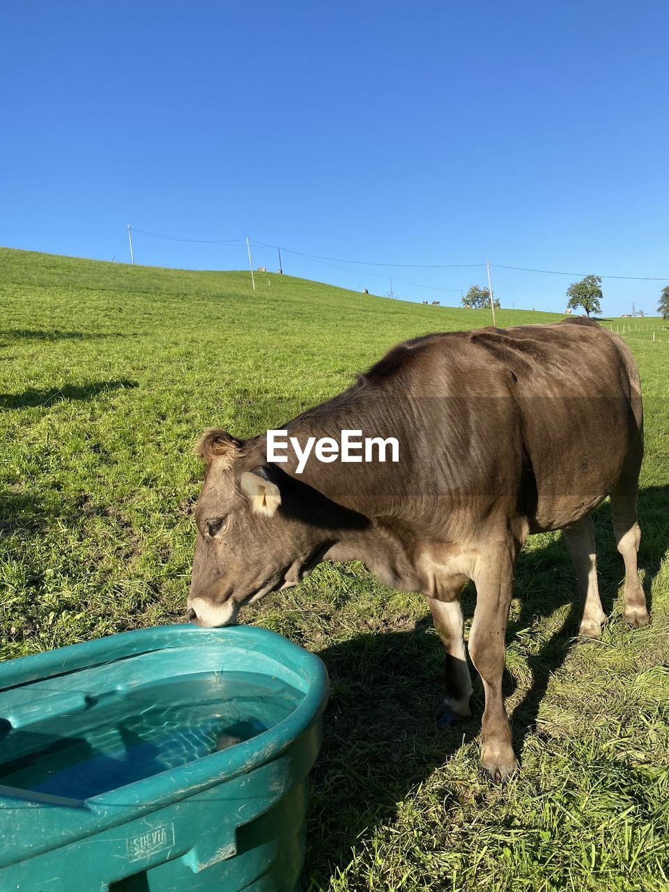 VIEW OF COW DRINKING WATER