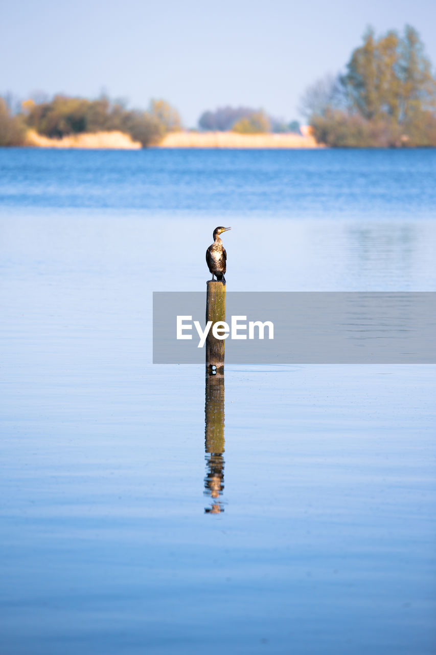 Bird on wooden post in lake