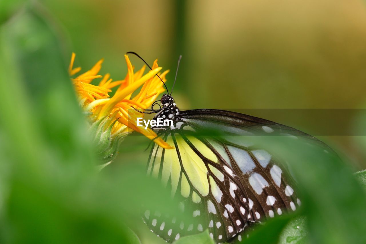 Focusing on the beautiful butterfly 