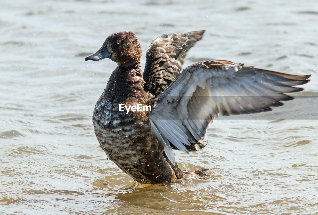 CLOSE-UP OF MALLARD DUCK