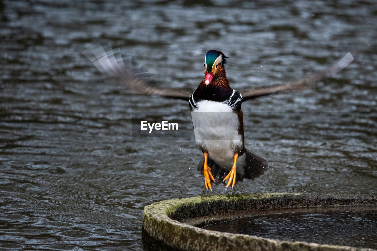 Close-up of mandarin duck in motion