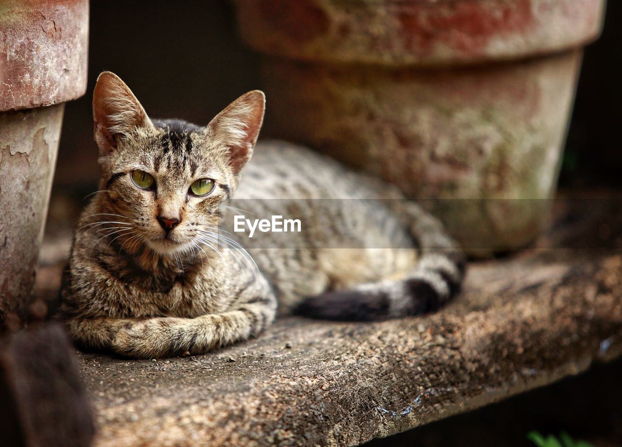 Close-up portrait of tabby cat