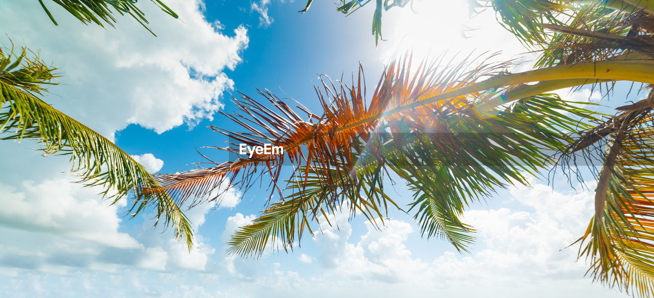 LOW ANGLE VIEW OF PALM TREE