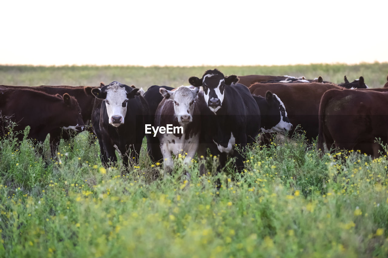 cows grazing on field