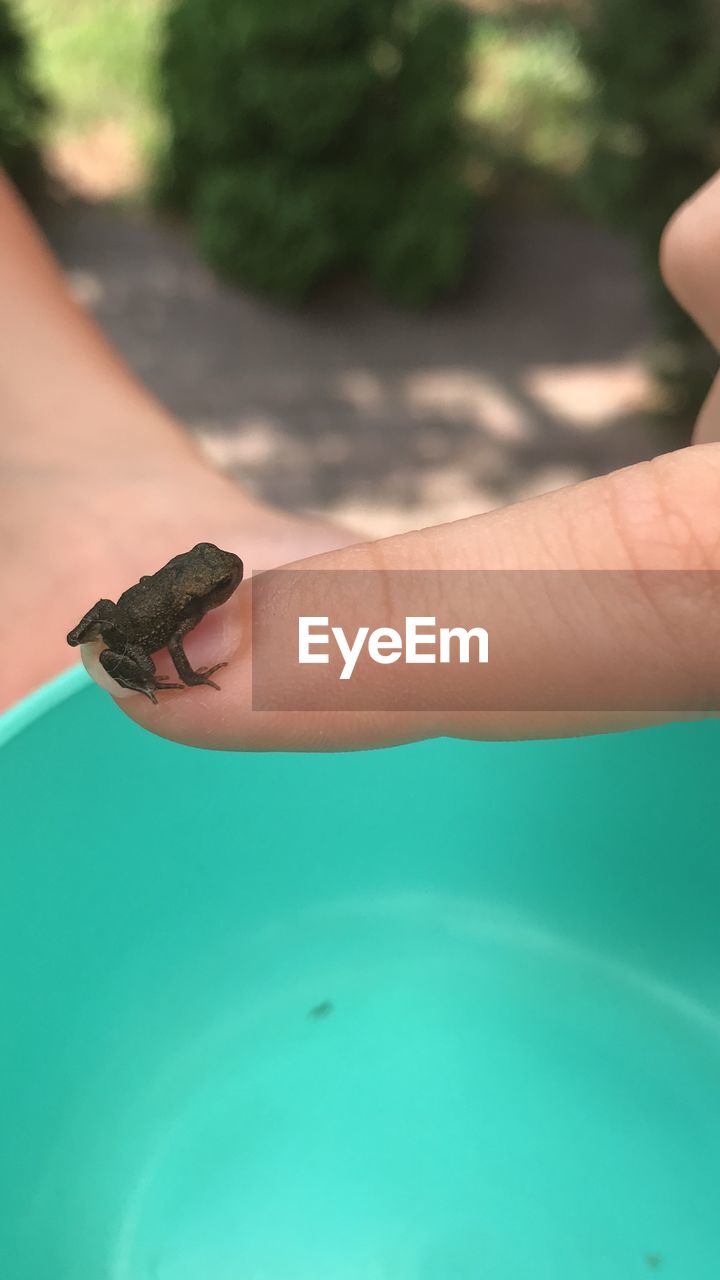 CLOSE-UP OF HUMAN HAND HOLDING LEAF