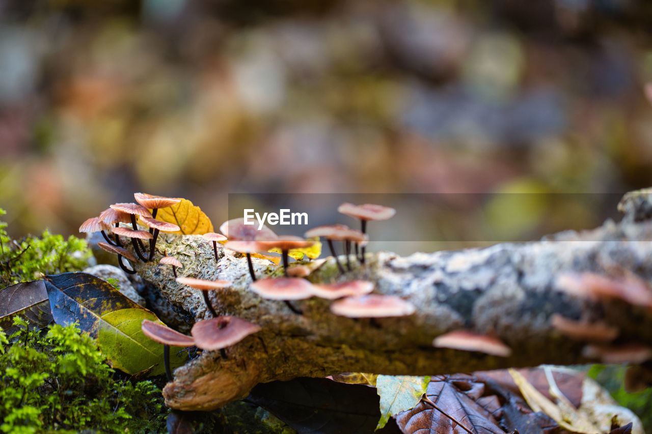 nature, autumn, leaf, wildlife, animal, animal themes, animal wildlife, macro photography, plant, reptile, no people, tree, day, forest, outdoors, one animal, flower, moss, land, close-up, plant part, water, selective focus, beauty in nature, focus on foreground, environment