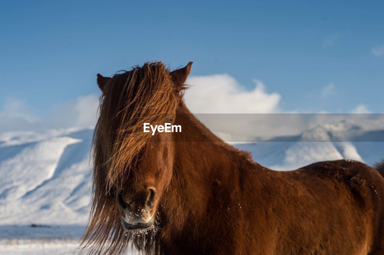 Horse standing against sky during winter