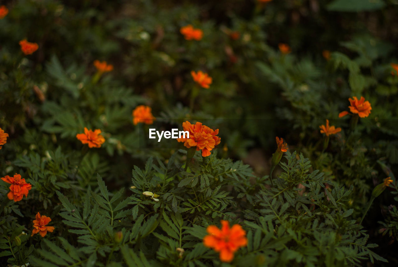 High angle view of marigold flowers growing on plants