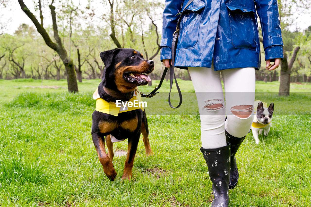 low section of woman with dogs on grassy field