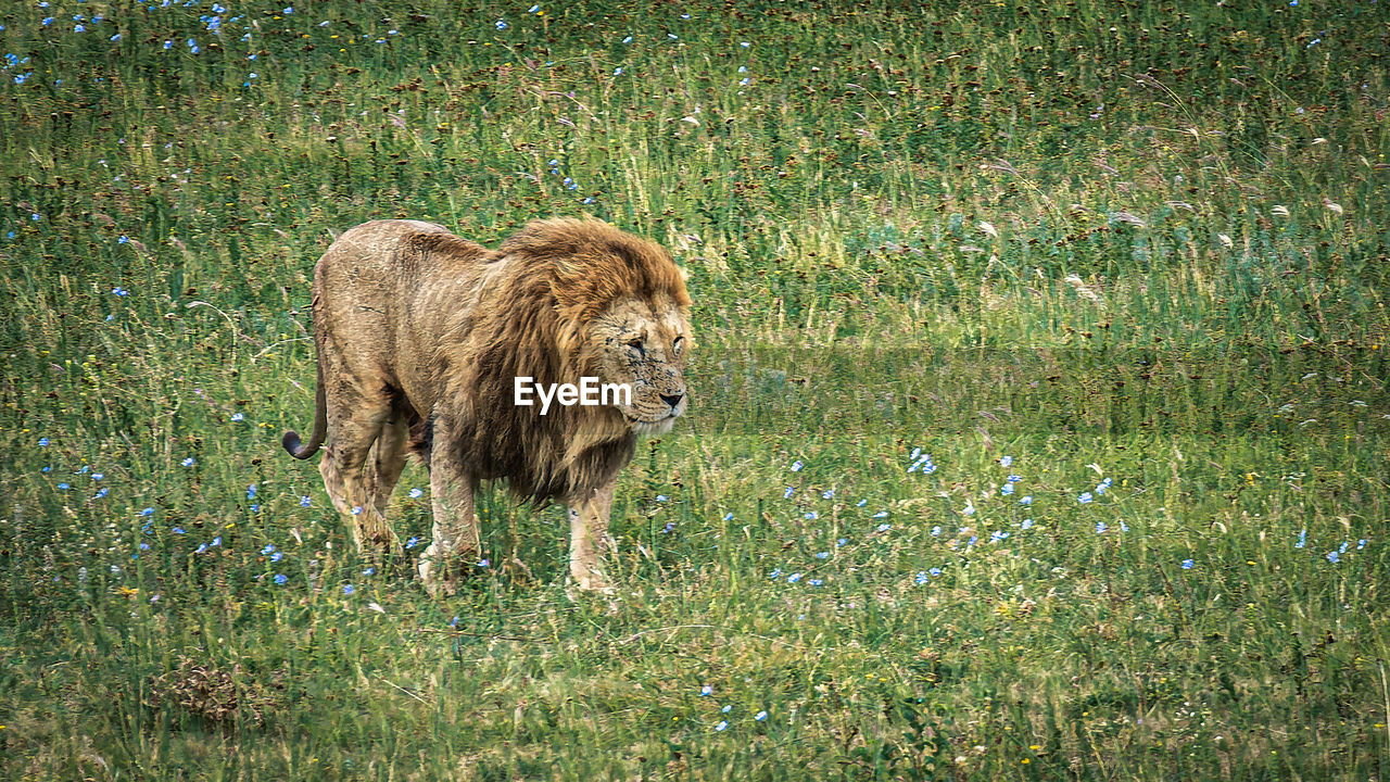 A lion walking on a green savannah