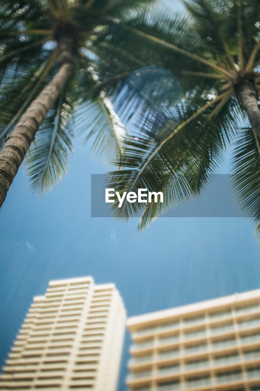 LOW ANGLE VIEW OF PALM TREE AGAINST CLEAR SKY