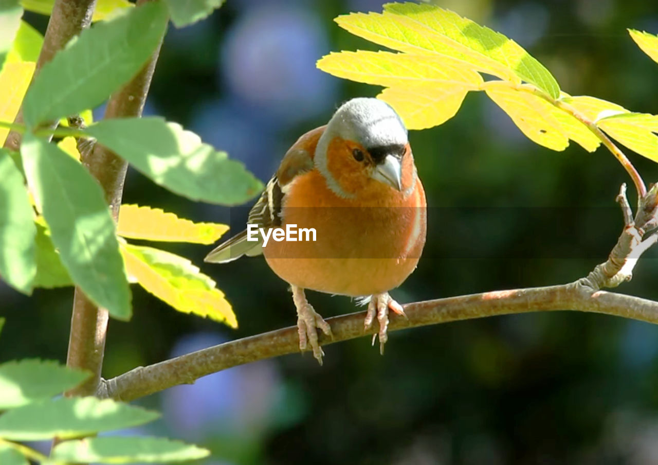 CLOSE-UP OF BIRDS PERCHING ON BRANCH
