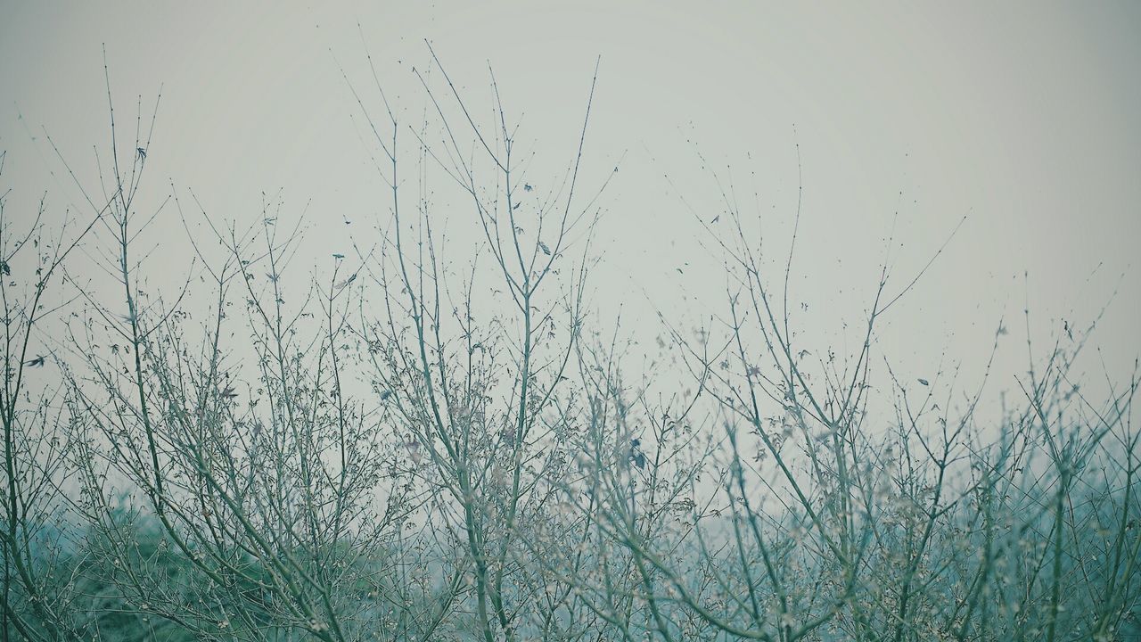 Low angle view of bare tress against clear sky during winter