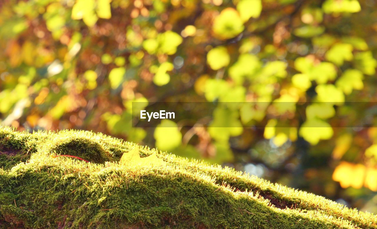 Close-up of moss growing on tree