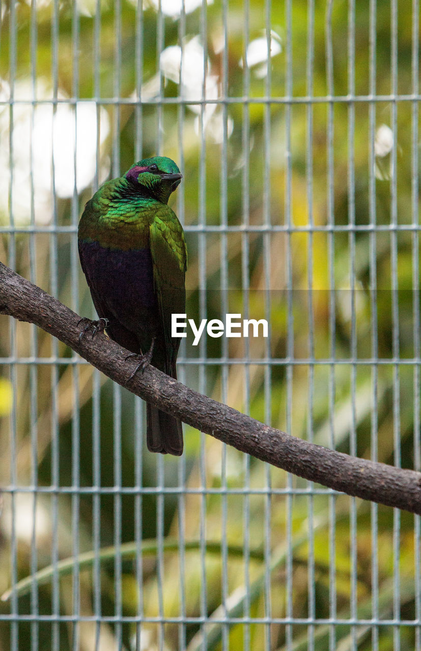 BIRD PERCHING ON CAGE