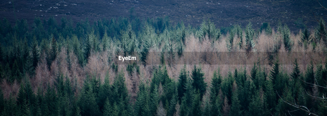 FULL FRAME SHOT OF PINE TREES IN FOREST