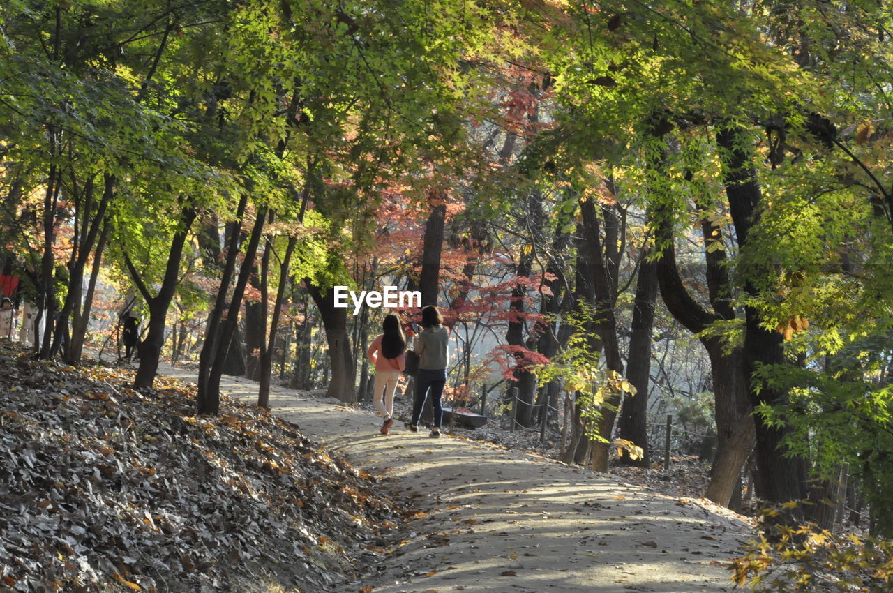 PEOPLE WALKING ON FOOTPATH AMIDST TREES IN FOREST