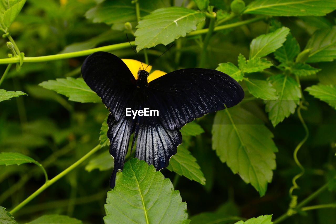 CLOSE-UP OF BUTTERFLY ON PLANT