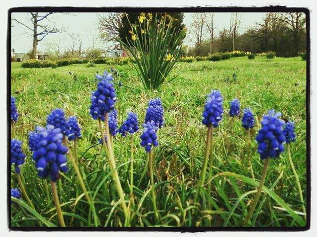 WILDFLOWERS GROWING IN FIELD