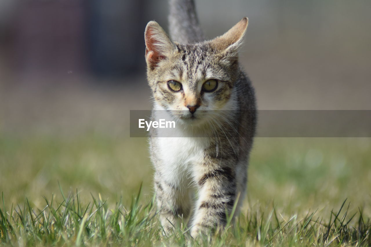 Portrait of cat on field