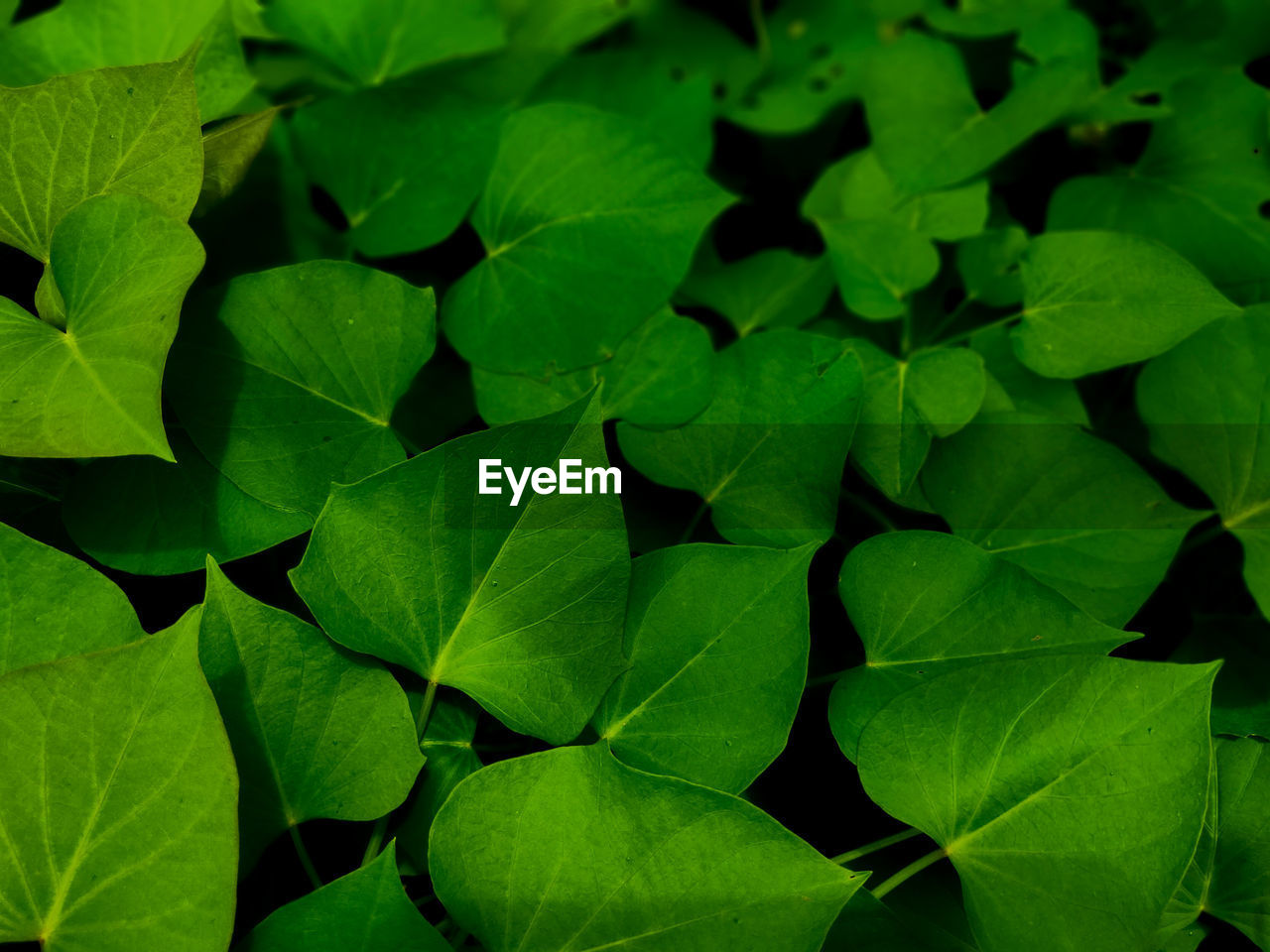 HIGH ANGLE VIEW OF LEAVES