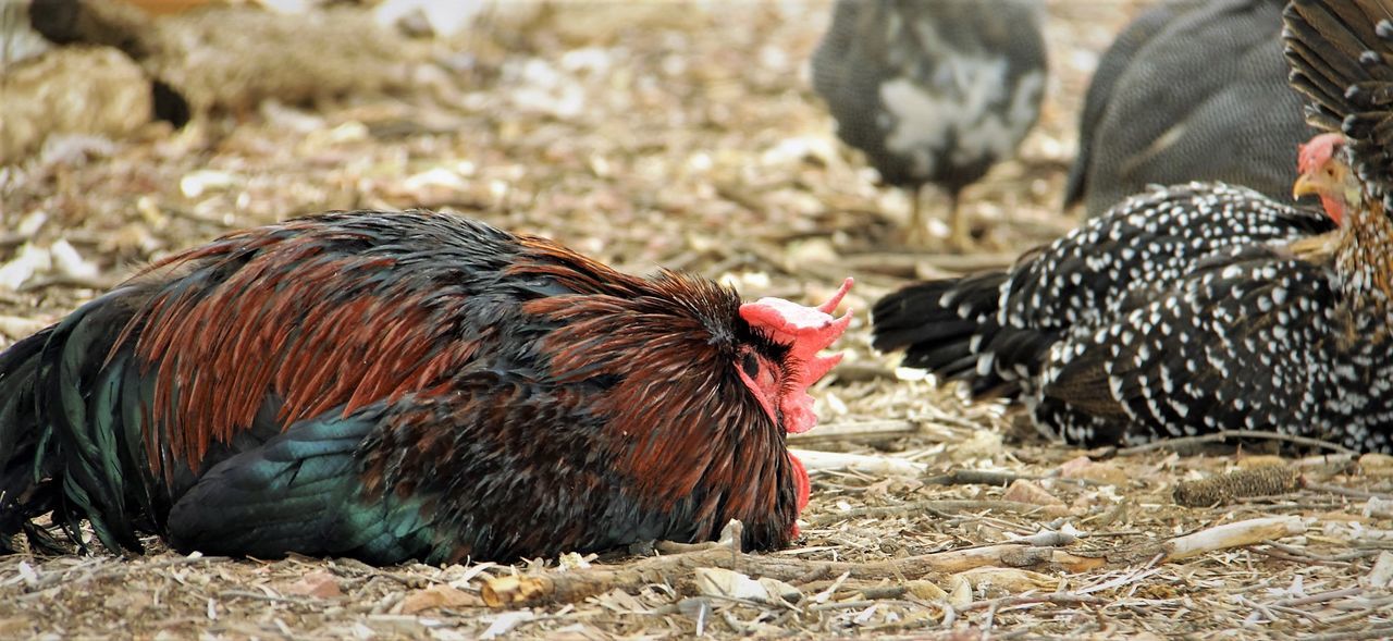 CLOSE-UP OF ROOSTER IN FIELD