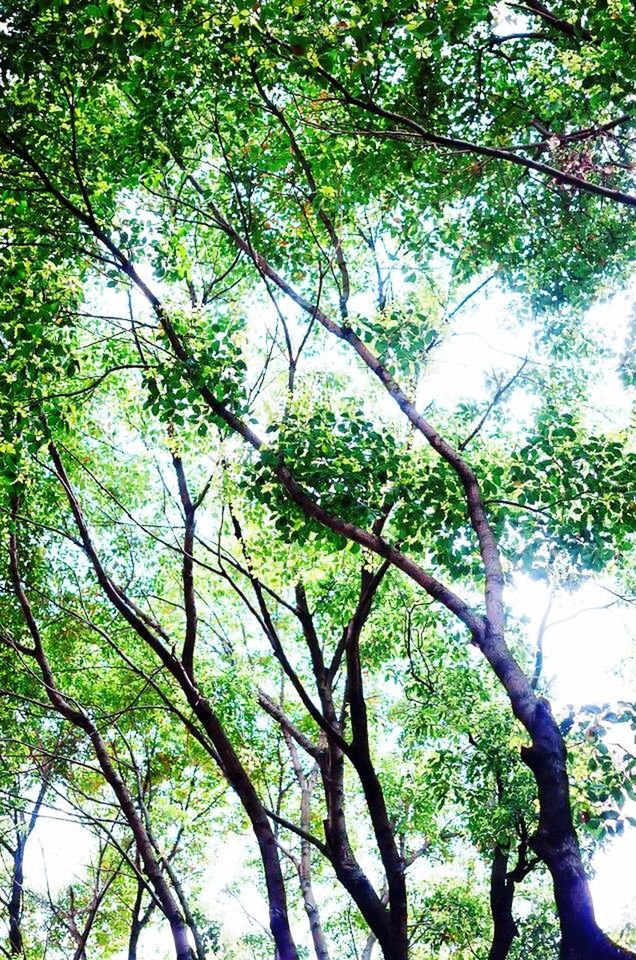 LOW ANGLE VIEW OF TREES