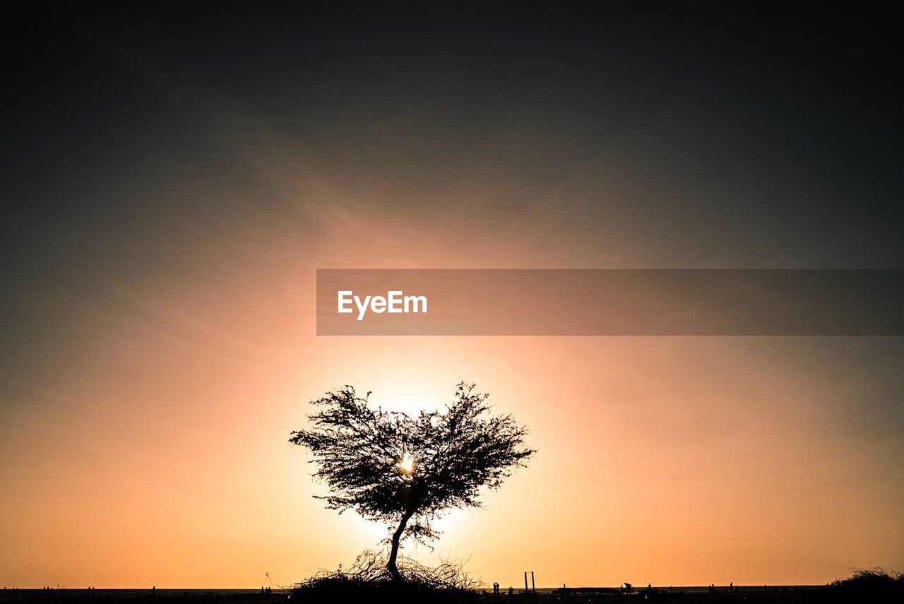 Silhouette tree against clear sky at sunset